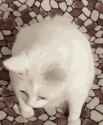 barfcat