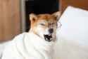 red-shiba-inu-dog-wearing-glasses-white-bathrobe-sitting-cozy-bed-portrait-funny-red-shiba-inu-dog-wearing-glasses-223733678