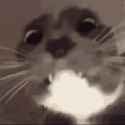 gato