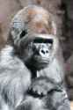 le monke