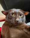 catrat