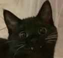 toofiedmoonie