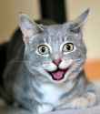 happycatto