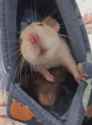 rat-cute