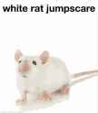 jumpscare-rat