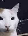 cat-laughing