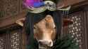 Zhenji cow mad