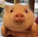 cochon