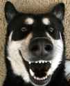 allsmiles