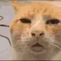 huh-cat