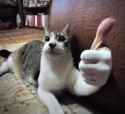 CatThumbsUp