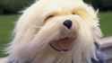 gert