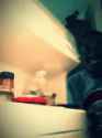 fridge