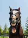 Gim yawn