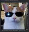 cool cat