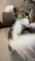 angry cat punch