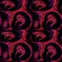 gigas
