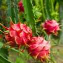 images-3