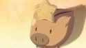pig