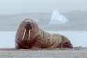 1024px-Walrus_in_the_Russian_Arctic_National_Park,_Novaya_Zemlya_2015-2[1]