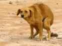 perro caca
