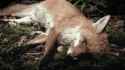 foxrot