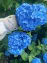 gell_gr
