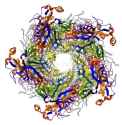 major-capsid-protein-human-papilloma-virus-25529082