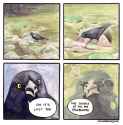 crow