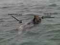 otter