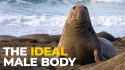 ideal male body