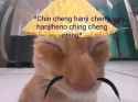 Charr 5 seconds after entering cantha