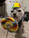 cat-candy