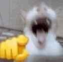 Cat laugh