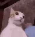 1716178281558828
