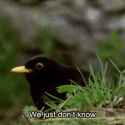 confused-bird
