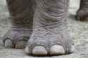 asura feet