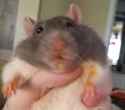 Rat dirty mouth
