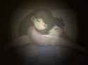 sleepby