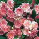 fairyrose