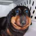 bee_stung_dog