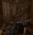dead swine