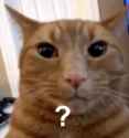 cat2