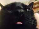 moonisterblep