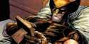 wolverine photo
