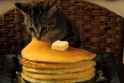 kitty munching a bunch of lucinas