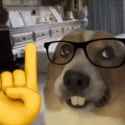 nerd-dog-nerd