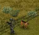 dog fence