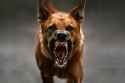barkbark
