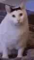 huh-cat-huh